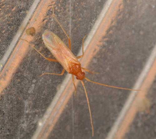 Hallodapus concolor